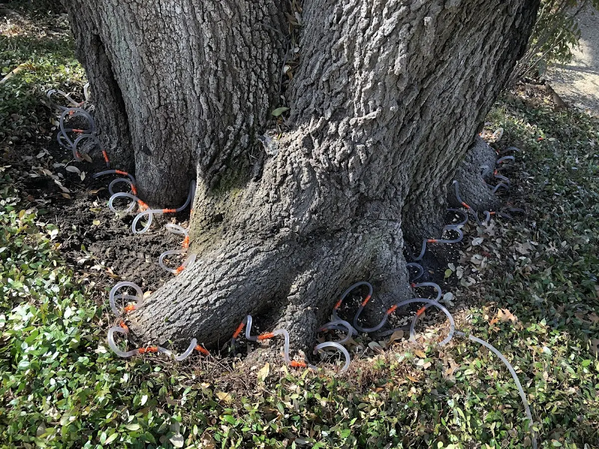 Detailed Tree Cabling and Bracing job site in Neah Bay